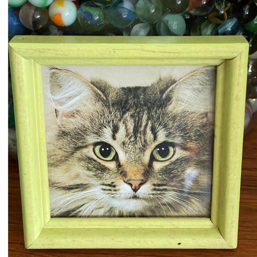 Vintage Kitten Small Cat Picture Norwegian Forest Upcycled Print 5x5 Cottagecore